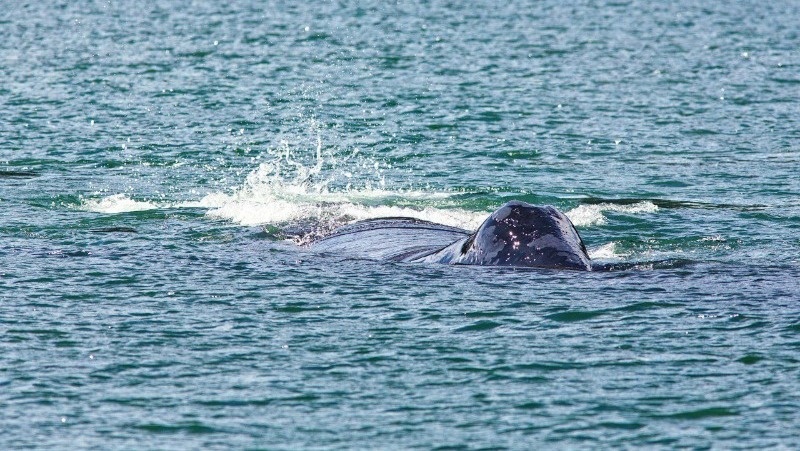 Telegram-канал «Трепанг ДВ»