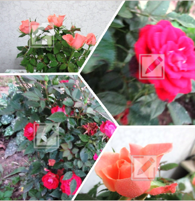 коллаж из фотографий автора