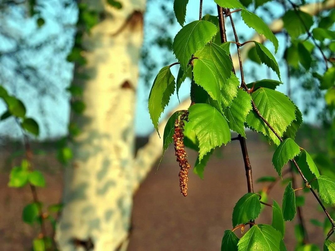 Берёзка. Прекрасное сырьё для ксилита. 