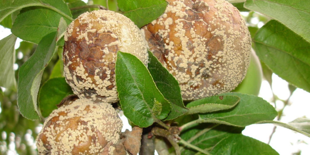 Монилиоз: Гриб, из-за которого яблоки гниют на деревьях