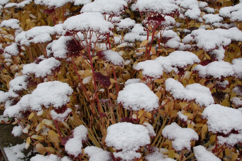    Снег. Источник: visualhunt.com