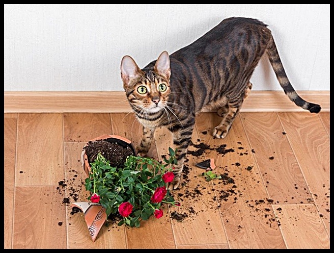 А это не я! Оно само спрыгнуло!