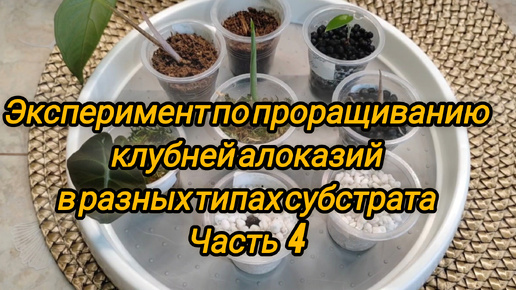 Эксперимент по проращиванию клубней алоказий в разных типах субстрата. Часть 4. Заключение