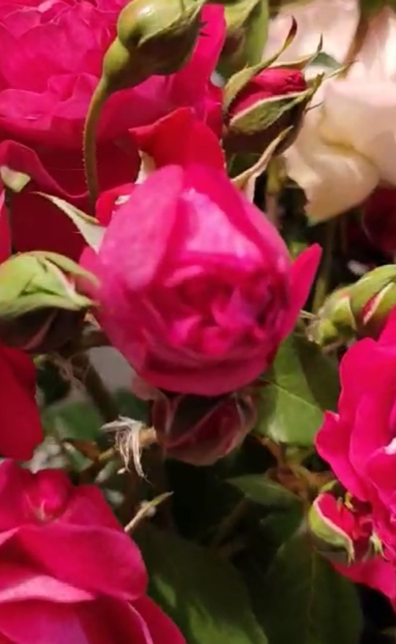 Тролль на розочке Хеллоу