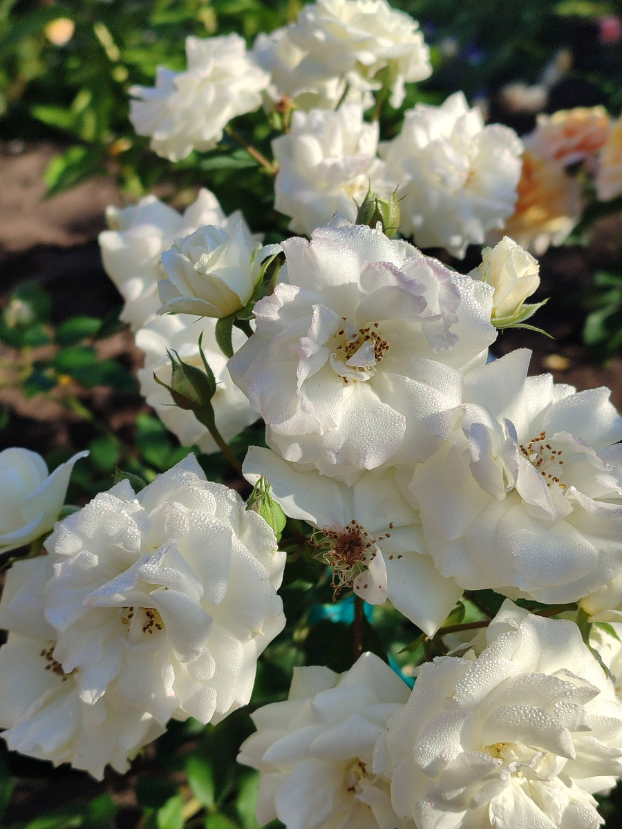 Доминик Луазо