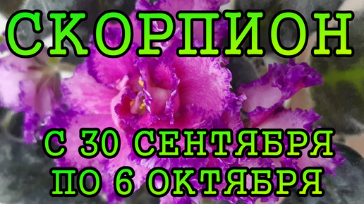 СКОРПИОН таро прогноз на неделю с 30 СЕНТЯБРЯ по 6 ОКТЯБРЯ 2024 года.