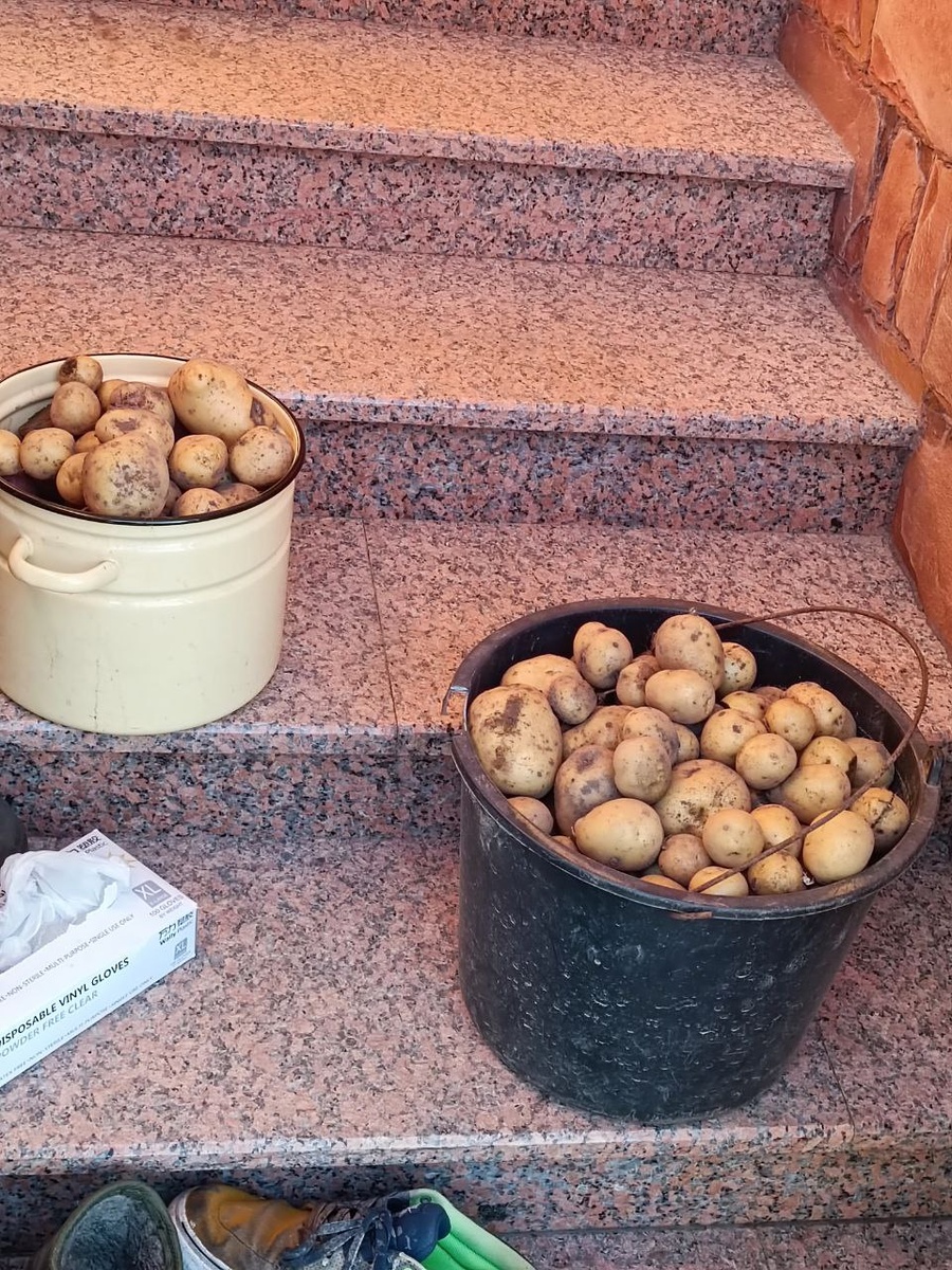 Домашняя картошечка 2024