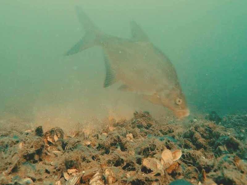 Лещ в естественной природе питается ракушкой, червями, мотелем. Поэтому часто его можно найти менно в этом месте.