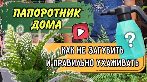 Что важно сделать при пересадке папоротника и после неё, чтобы его не загубить?