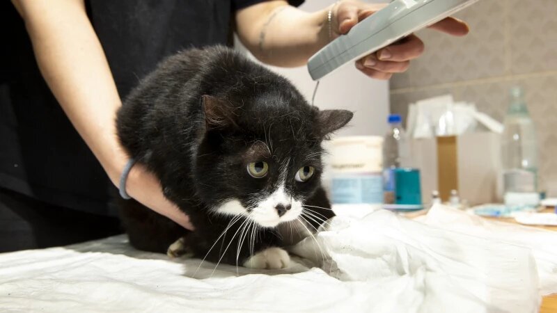     Открытие ветеринарного центра при приюте «Ласка». Анна Зайкова