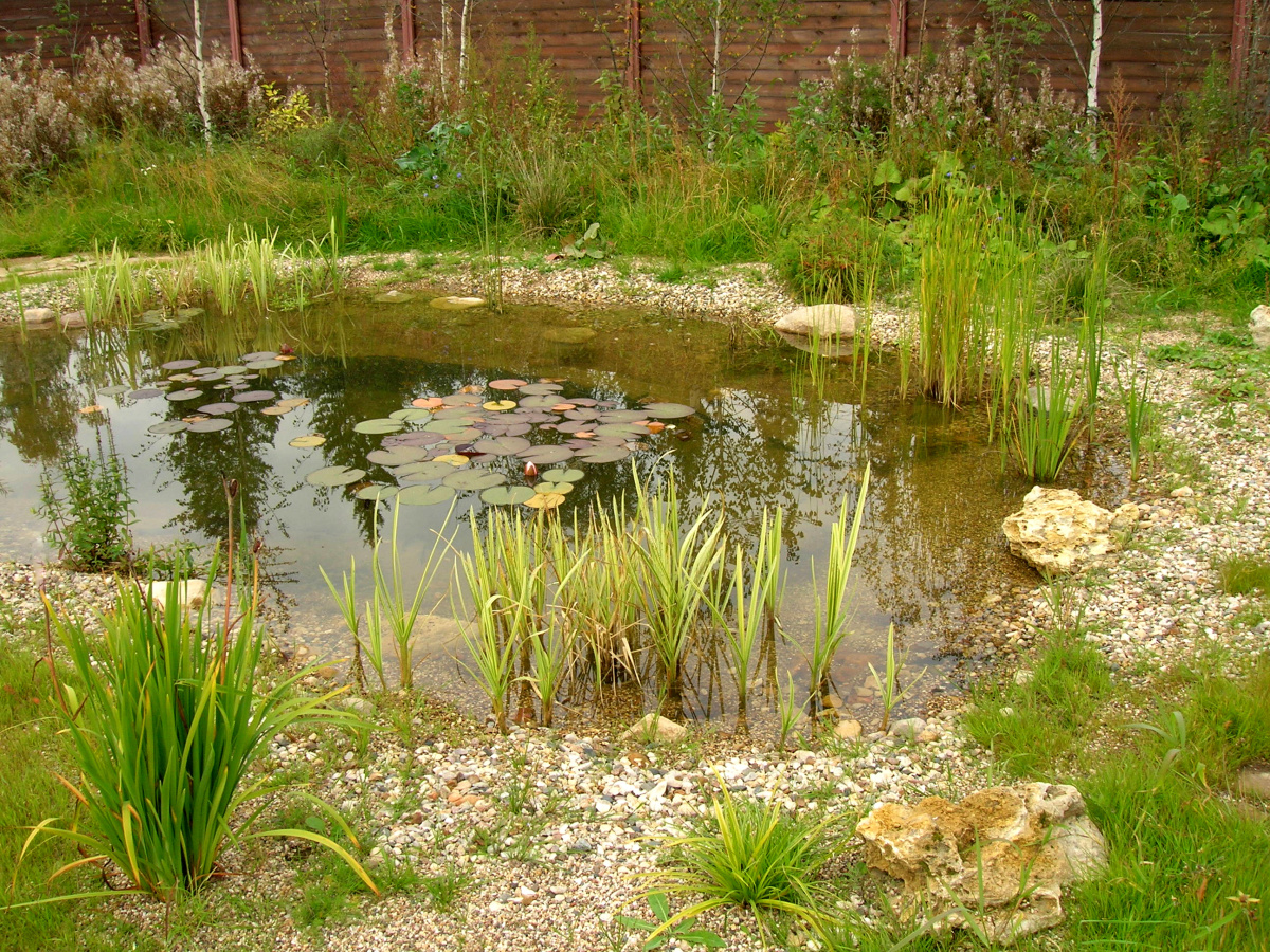    Пруд должен естественно вписаться в окружающий ландшафт