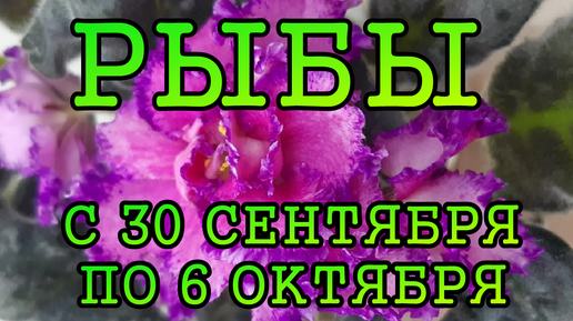 РЫБЫ таро прогноз на неделю с 30 СЕНТЯБРЯ по 6 ОКТЯБРЯ 2024 года.