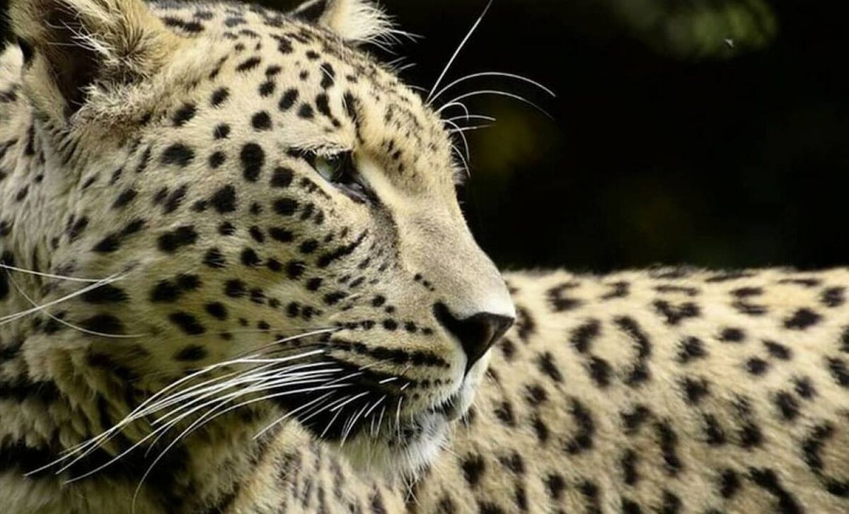    Фото: тг-канале «Минприроды РСО-Алания»