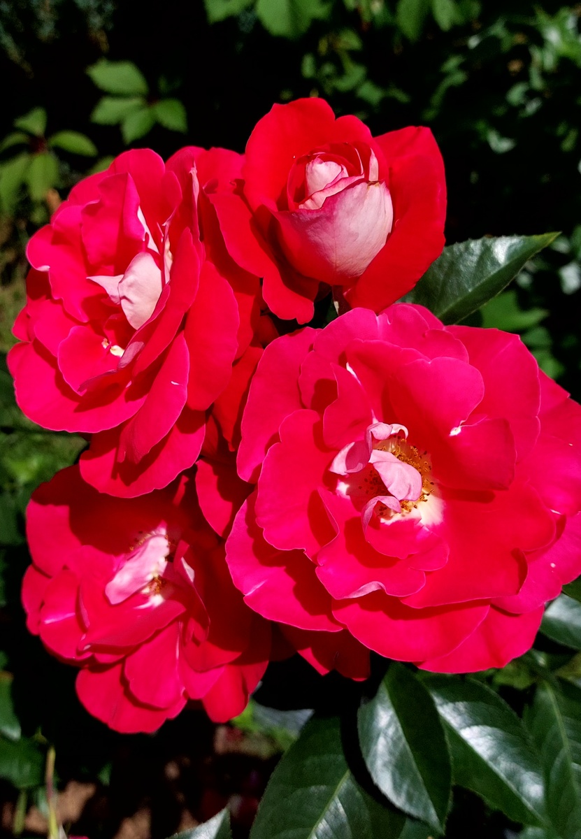 Хэйматмелоди. Флорибунда