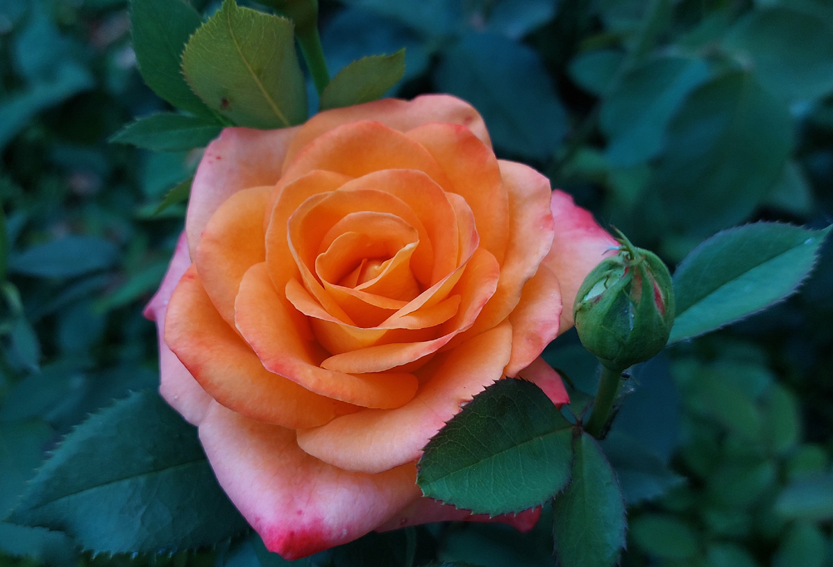 Конфетти. Флорибунда