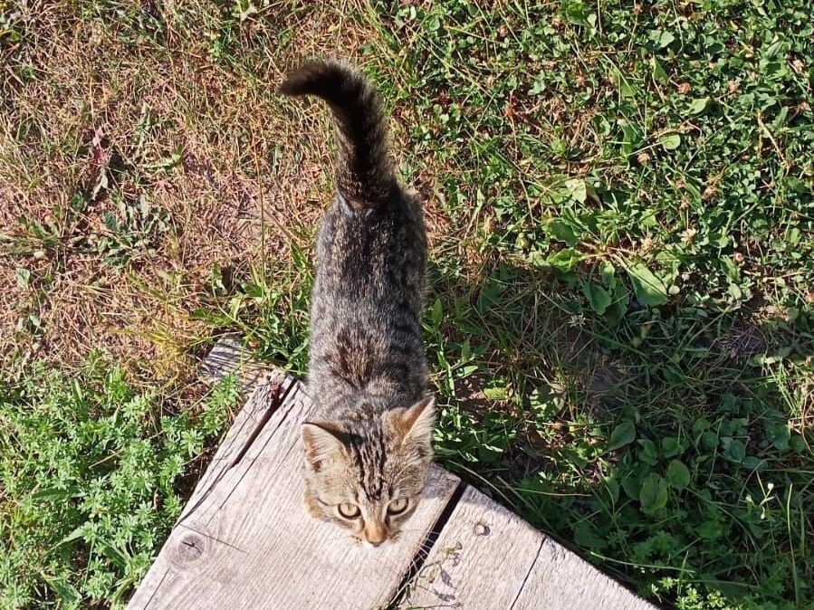 Садовые чаты пестрят сообщениями о потерявшихся или найденных животных. Фото из соцсетей