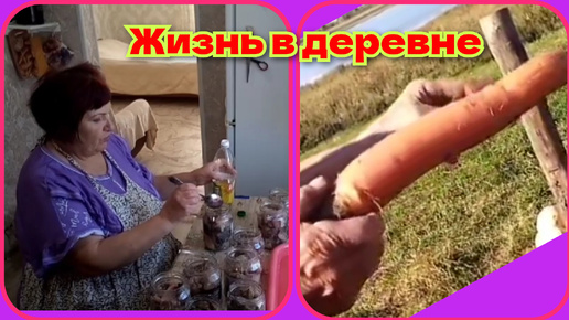 Download Video: Деревенская консерва из карася/моё меню/снижаю сахар/огромная морковь