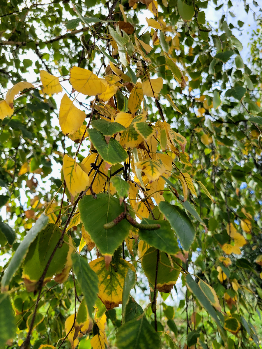 Фото идея: Берёзка 🍂