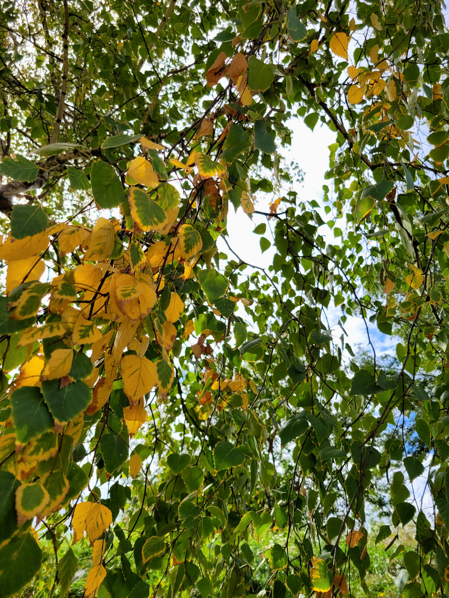 Фото идея: Берёзка и Осень 🍂 