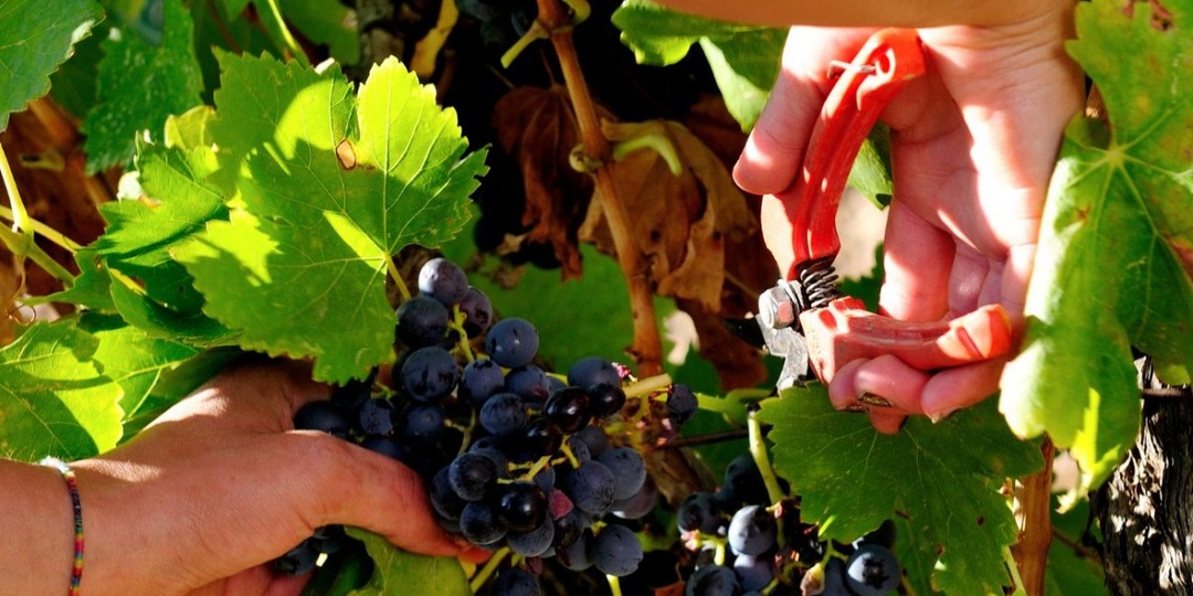 Последний звонок для обрезки винограда. Помните о главном!