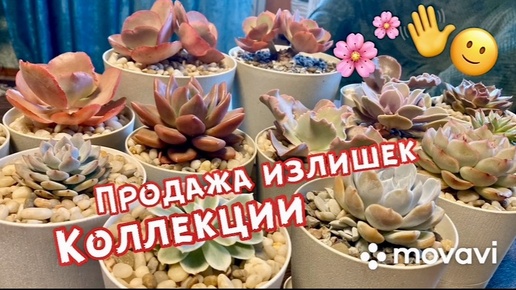 Продажа! излишек Коллекции, Эхеверий! 👋🌸ВатСап:8-962-213-73-37