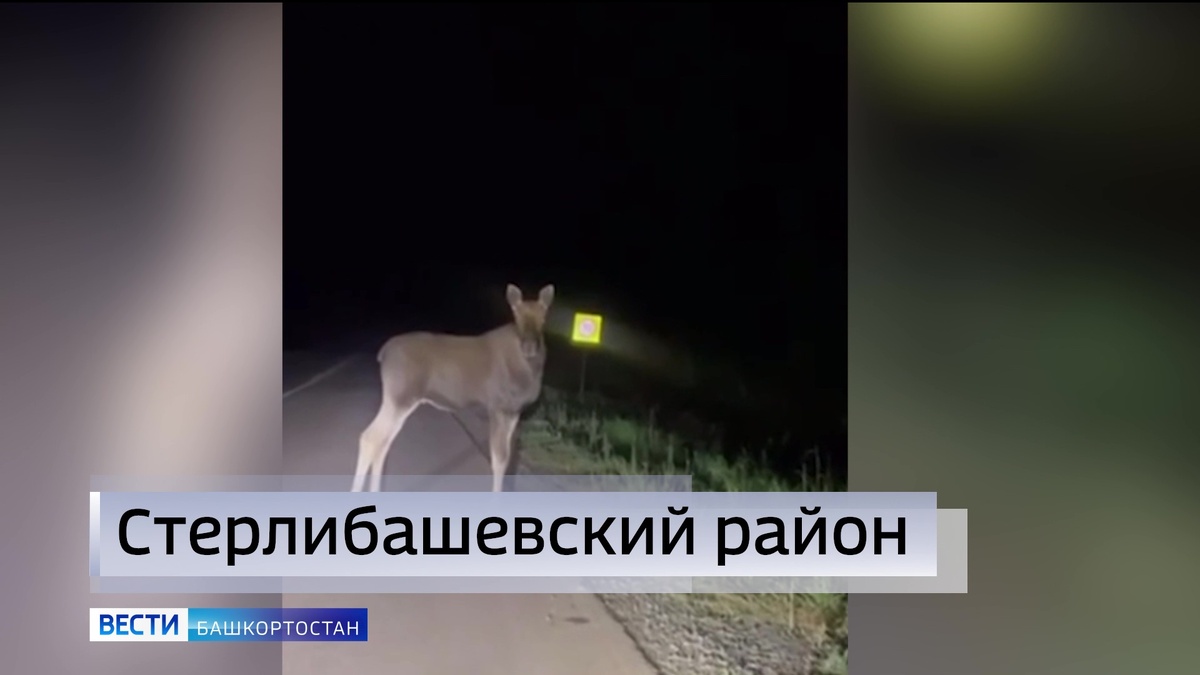    В Башкирии очевидцы засняли пару лосей, которые прогуливались по трассе