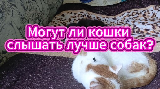 Кошки могут слышать лучше чем собаки