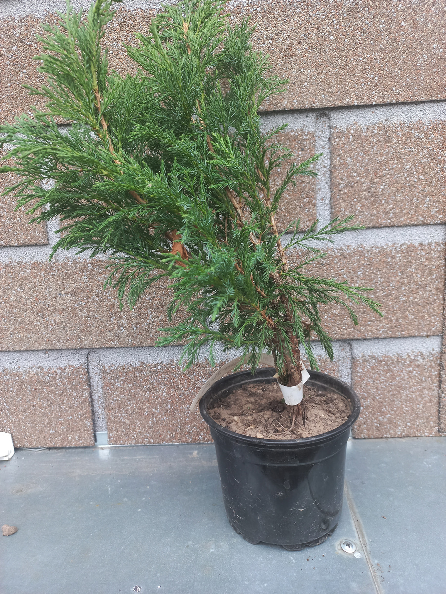 Можжевельник Блю Дануб