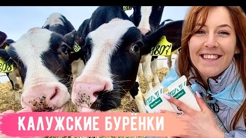 Экскурсия на ферму: буренки, внедорожники и лесные посиделки