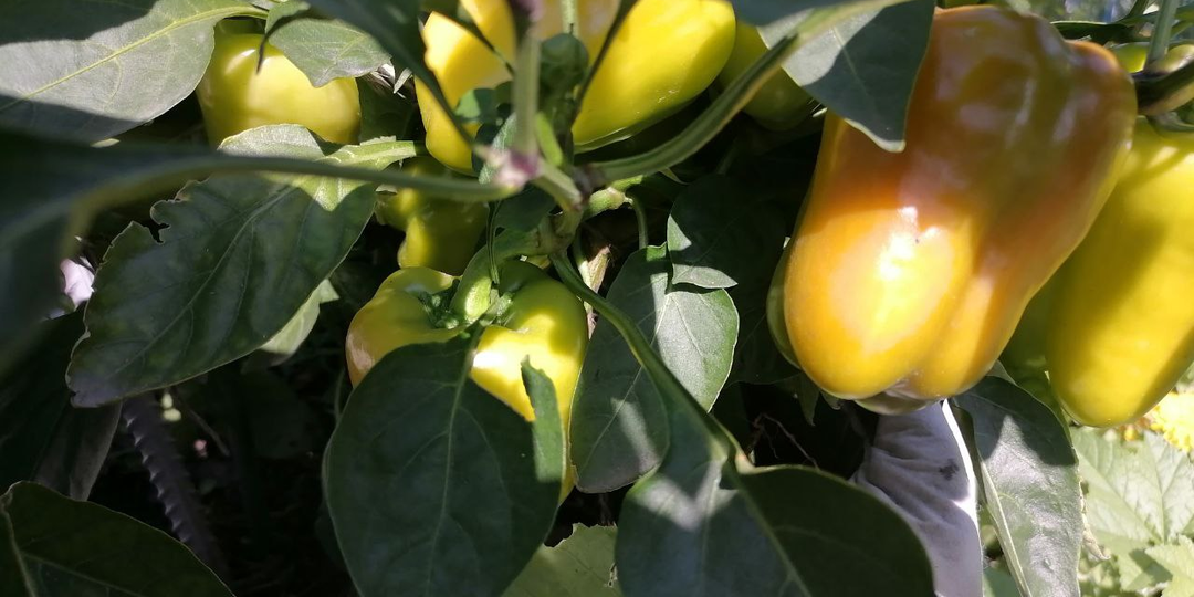 Любимые сорта овощей и новинки (мой выбор)