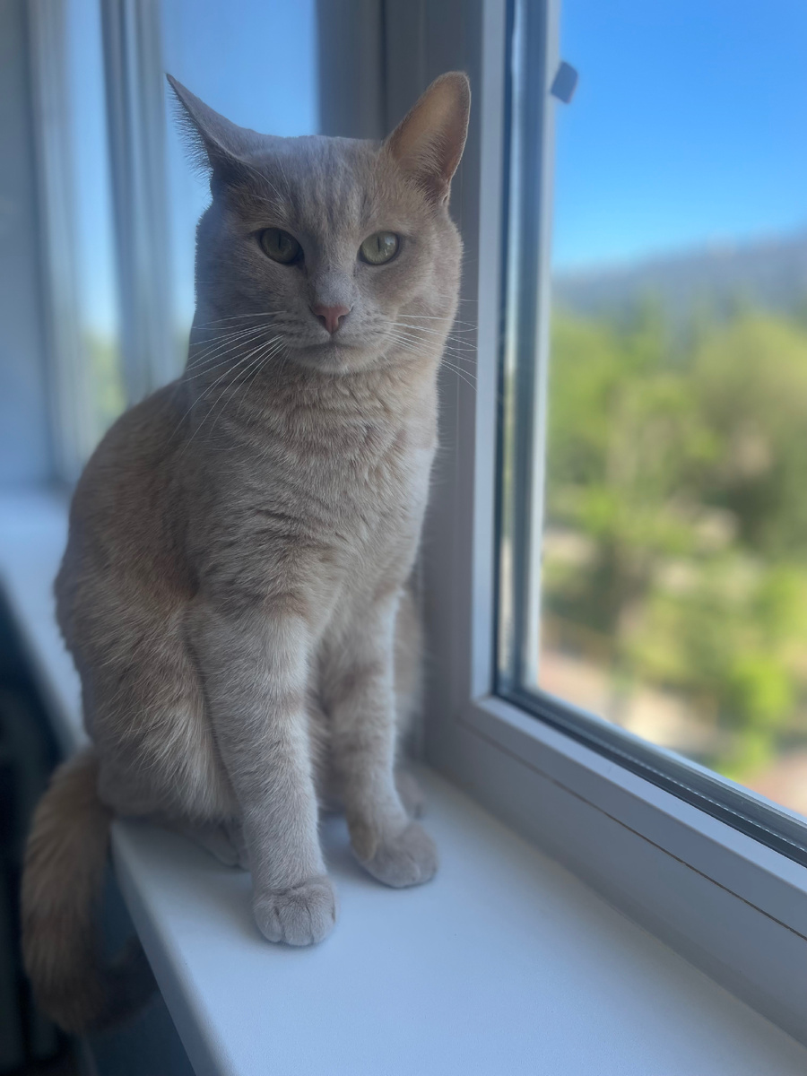 Кот Джел