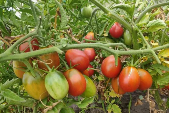 и это Де Барао. И какой из них настоящий :)