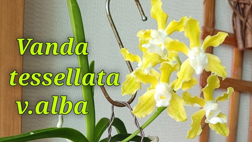 Vanda tessellata v.alba и моя коллекция ванд.