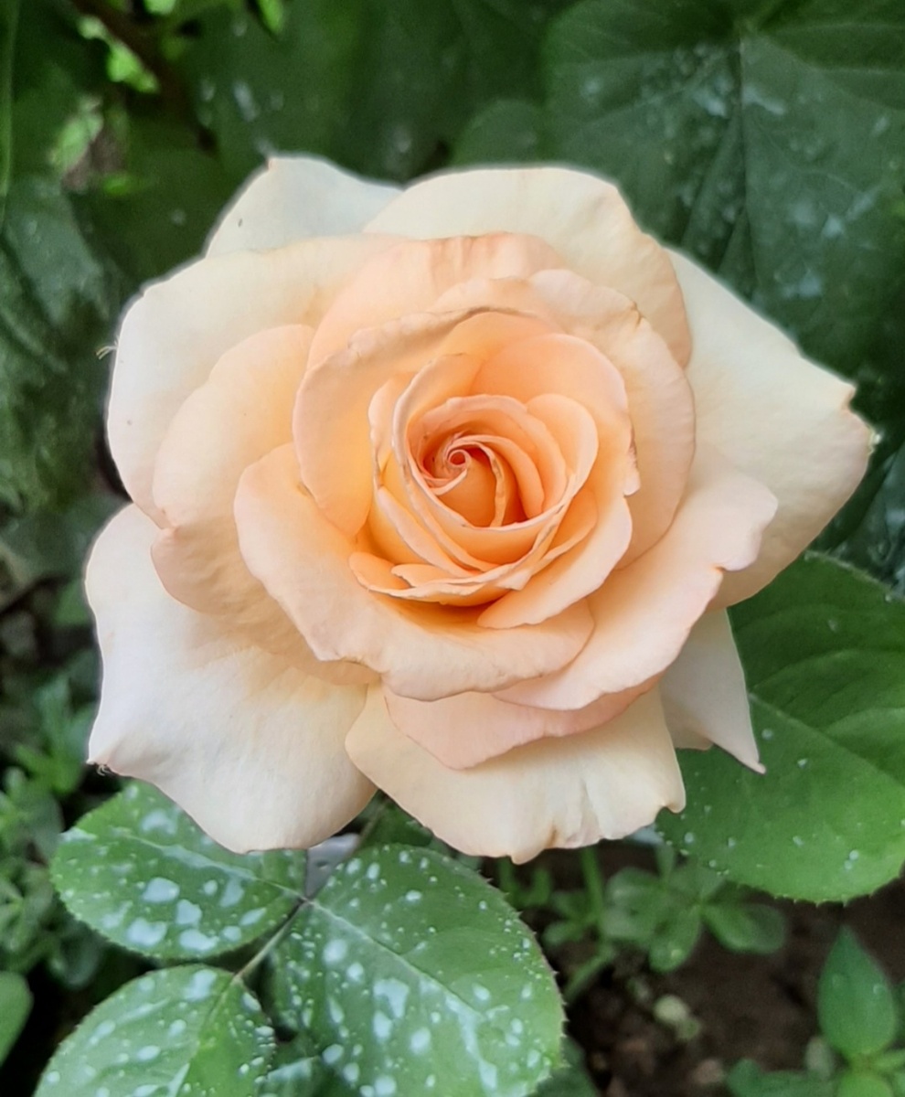 Очень нежная роза, вырастила из черенка. Сорт не знаю