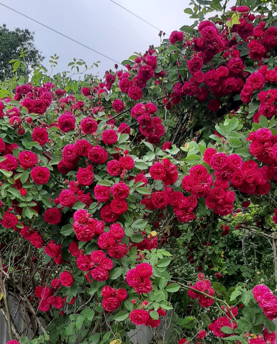 Плетистая роза. Небольшой куст взяла у мамы и он быстро пошёл в рост