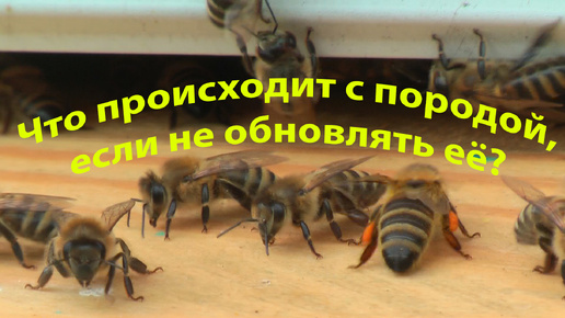 Профессор Кашковский: Что будет если завезти другую породу и не обновлять ее?