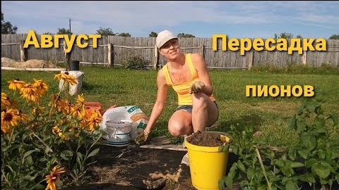 Tải video: Пересадка пионов. Сад.