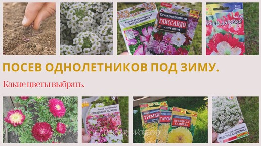 Tải video: Посев однолетников под зиму - Какие цветы выбрать.💐