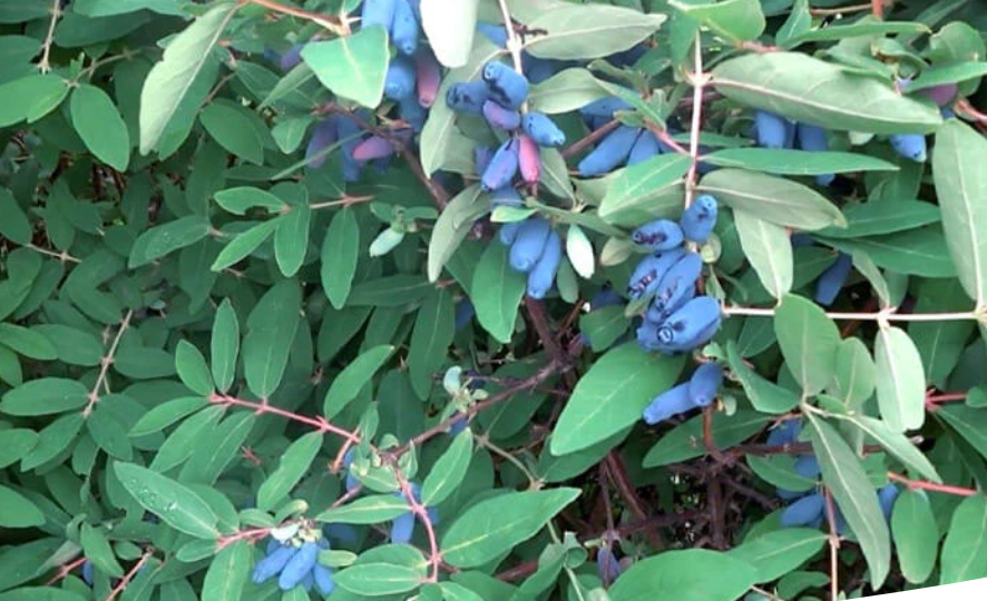 Осенний уход за жимолостью: подкормки, полив, обрезка