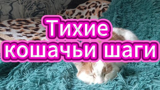 Скачать видео: Тихие кошачьи шаги