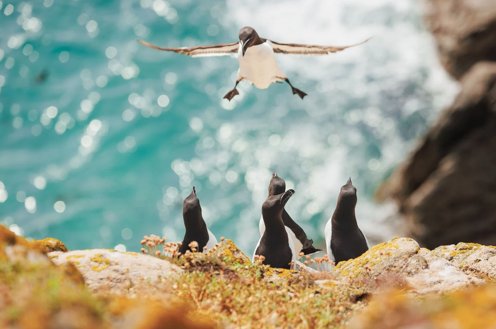    Inés Godínez, comedywildlifephoto.com