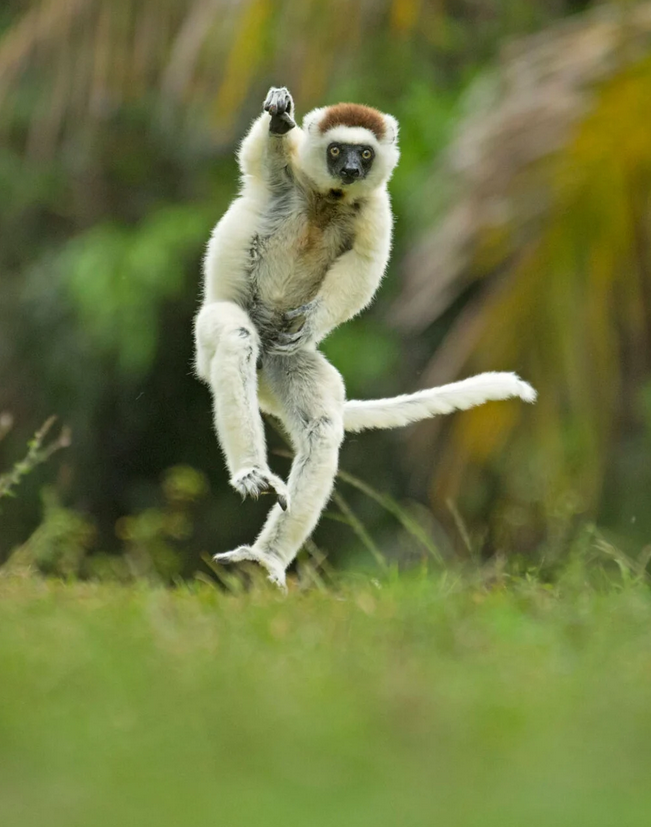    Andy Rouse, comedywildlifephoto.com