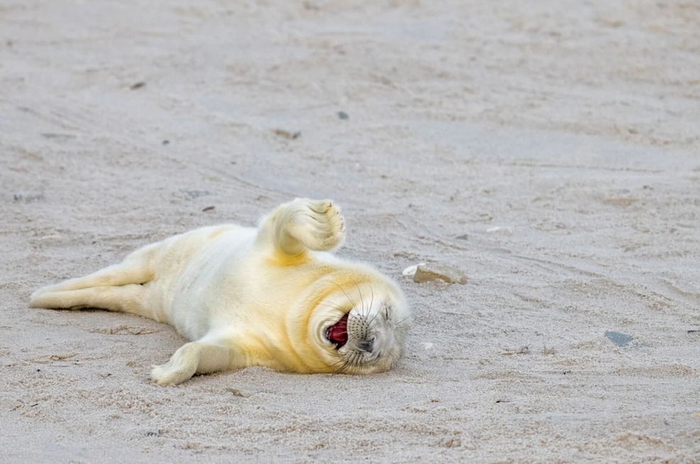    Ingo Hamann, comedywildlifephoto.com