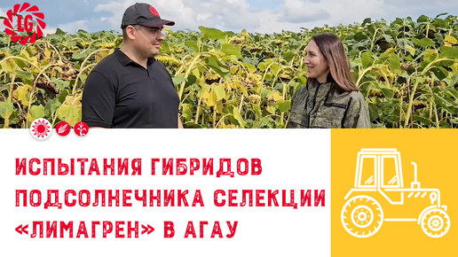 Tải video: 🌻Испытания гибридов подсолнечника LG в АГАУ