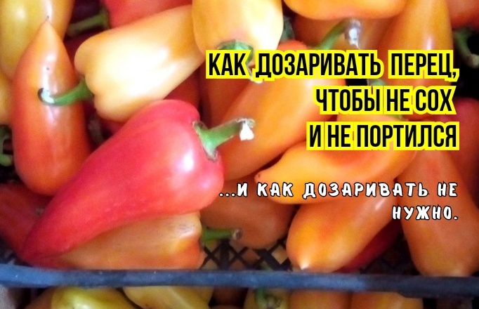 Почему мы неправильно дозариваем перец осенью: 3 ошибки - и вянет, сохнет, темнеет, портится. И что сделать, чтобы как на грядке созрел