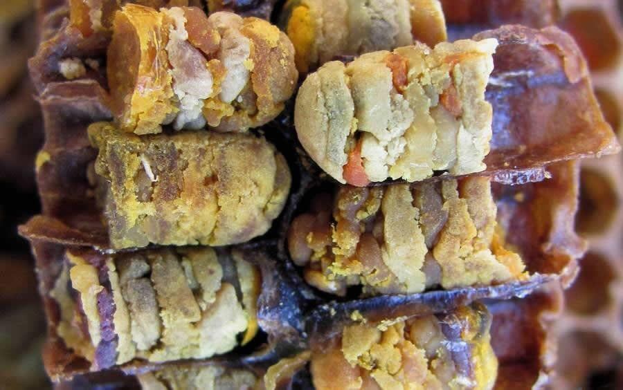 Вот так выглядит перга в сотах. Пыльца собрана с многочисленных цветущих растений.