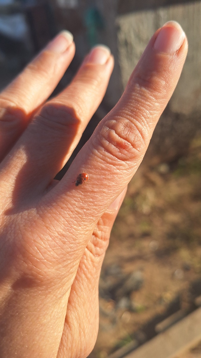 Фото автора. Осенняя коробочка.