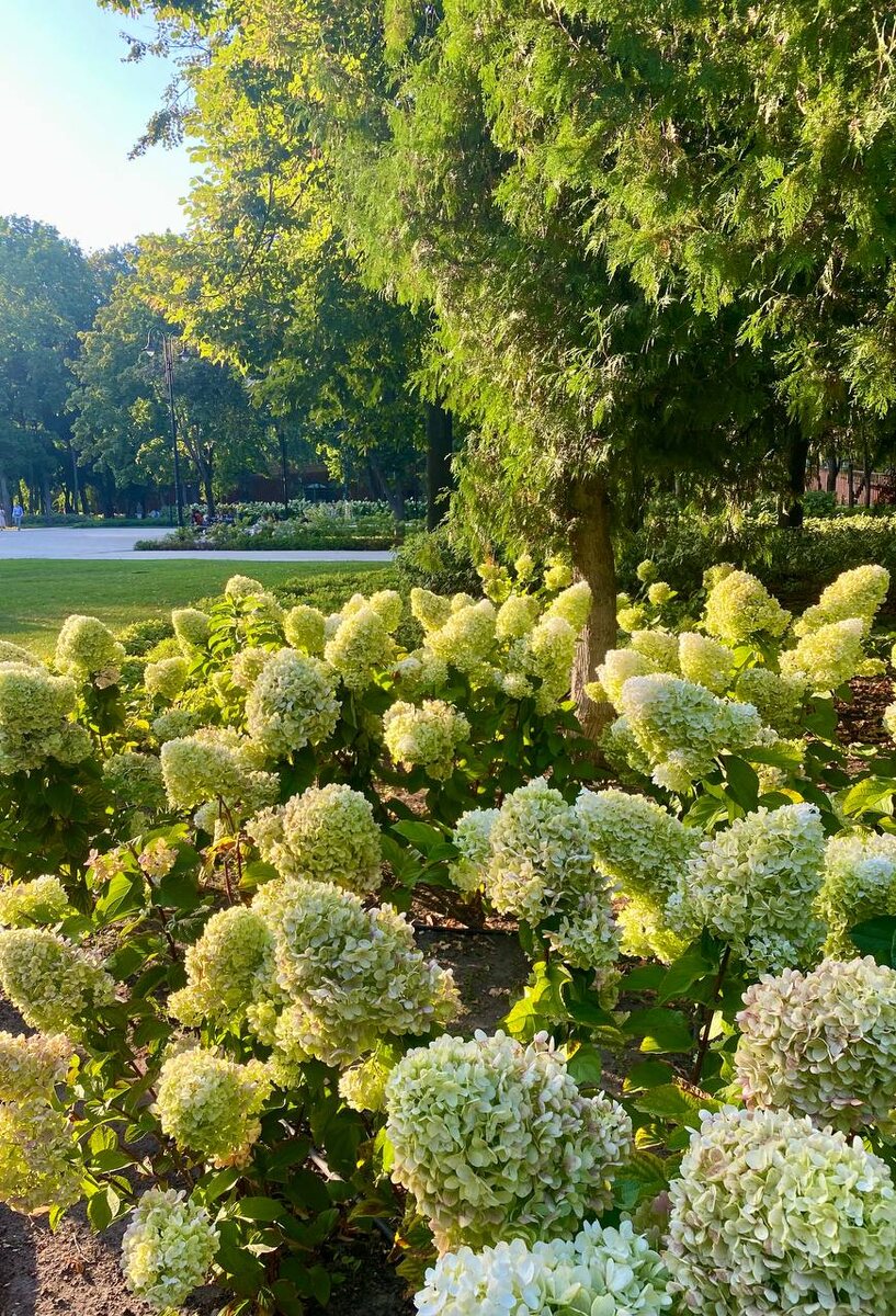 гортензии в солнце