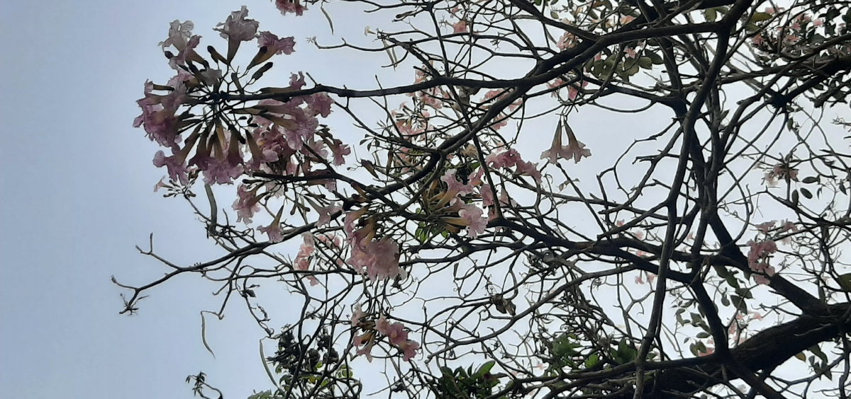 Древесные цветы. Снизу фоткала.