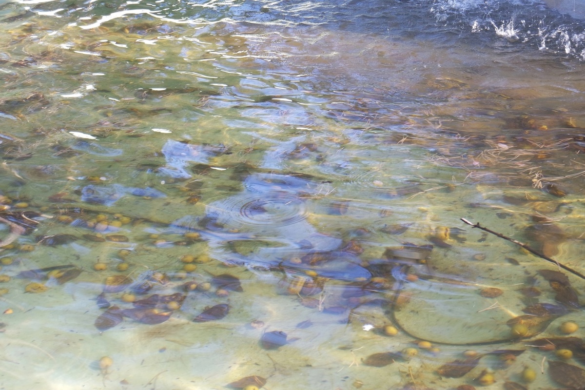 листать вправо: кстати, в Иркутске фонтаны нынче выключили 25-го числа уже точно - по крайней мере тот, что  Дворца Бракосочетаний